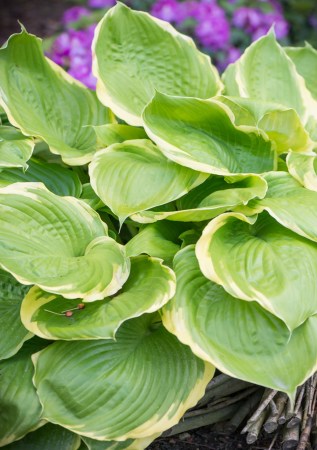 ХОСТА Winter Snow